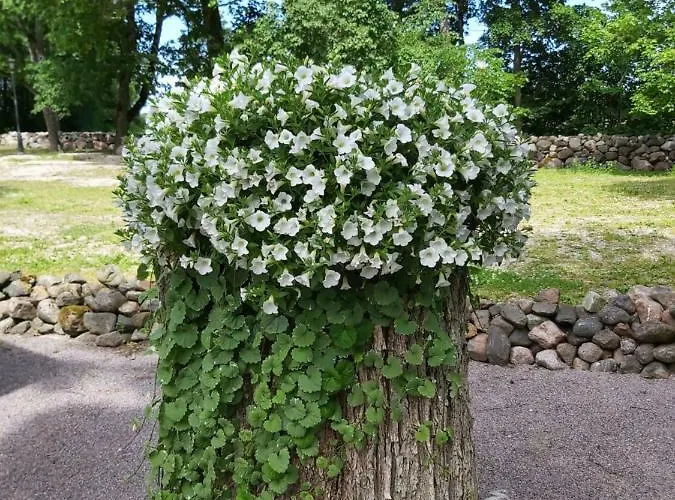 Paslepa Mõis Korter Paslepa